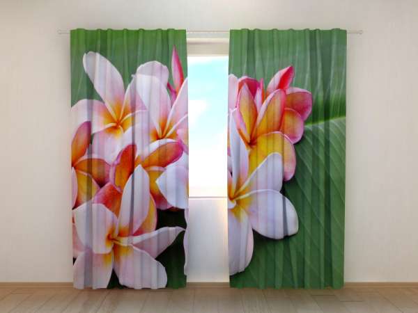Photo curtain: PLUMERIA FLOWERS