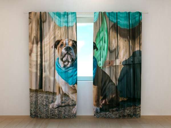 Photo curtain: STYLISH ENGLISH BULLDOG PUPPY