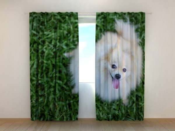 Photo curtain: HAPPY POMERANIAN DOG