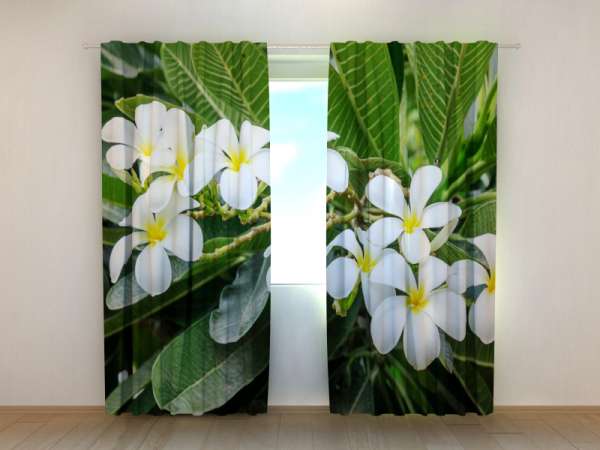 Photo curtain: WHITE PLUMERIA