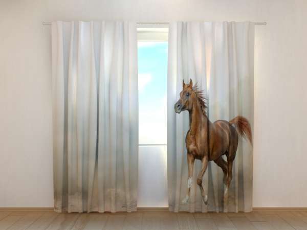 Photo curtain: ARABIAN STALLION IN PRAIRIES