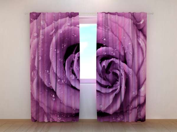 Photo curtain: PURPLE ROSE