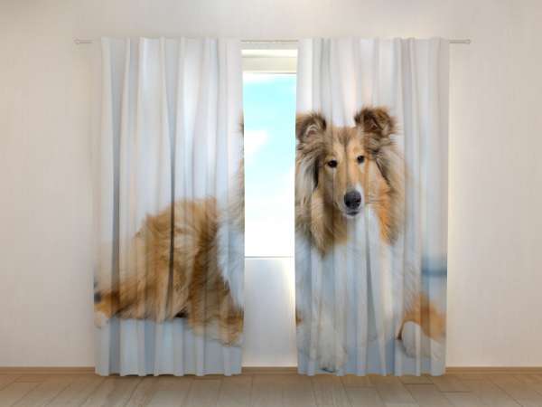 Photo curtain: BEAUTIFUL COLLIE