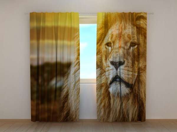 Photo curtain: LION IN SAVANNA