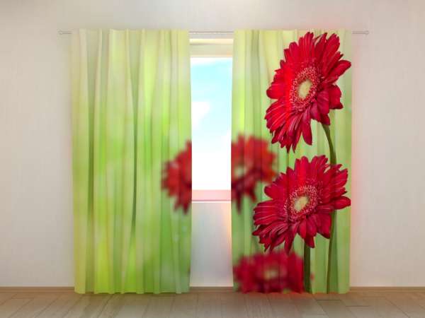Photo curtain: RED GERBERAS