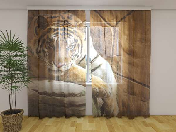 Chiffon curtain: TIGER ON A ROCK