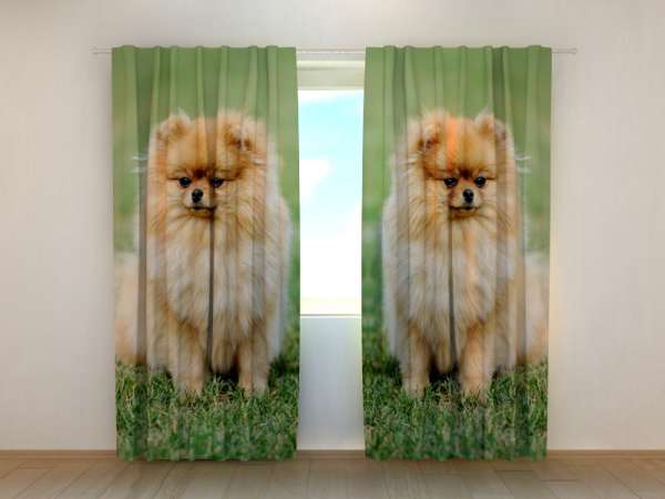 Photo curtain: BROWN POMERANIAN DOGS